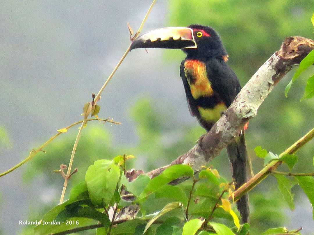 Rojo Birding景点图片
