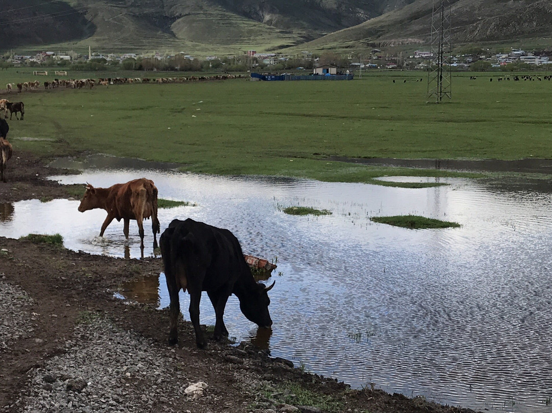 Agri Dagi Milli Parki景点图片