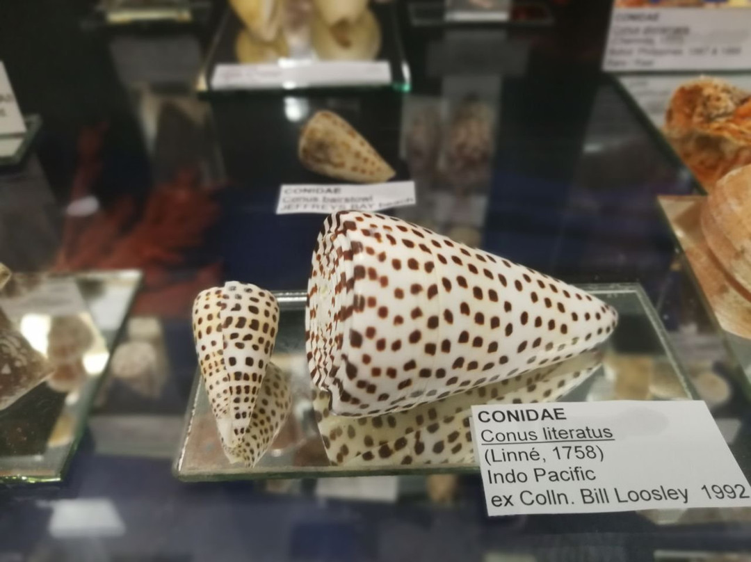 Jeffrey's Bay Shell Museum (Charlotte Kritzinger Shell Museum)-杰佛瑞湾必去景点