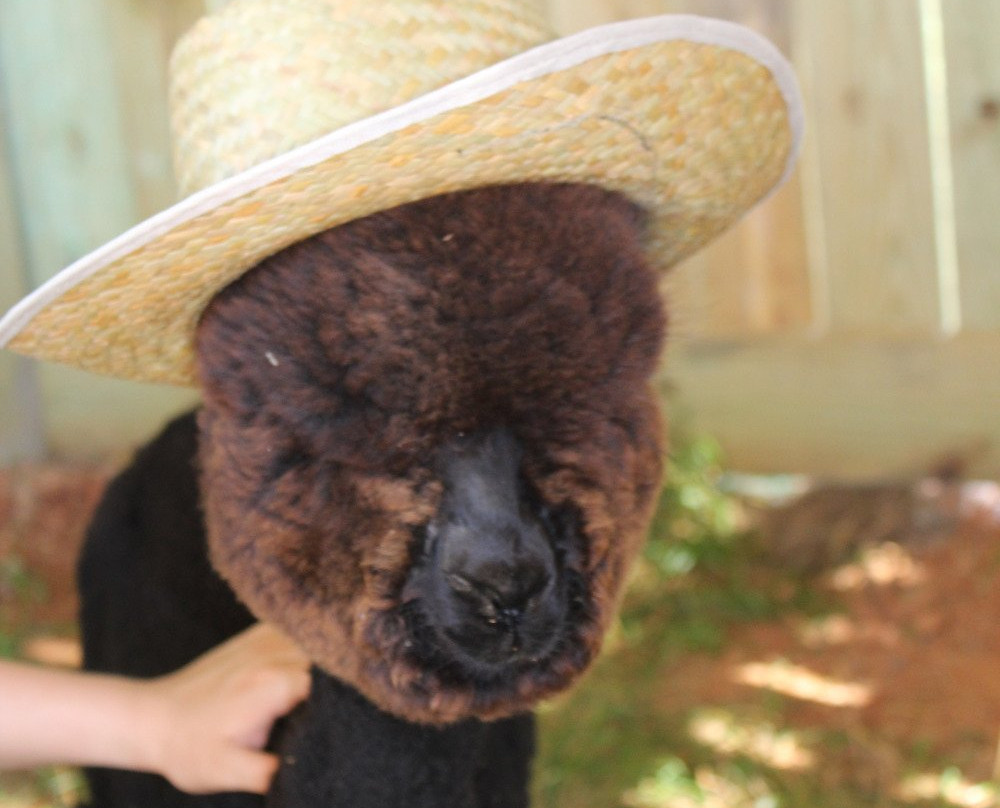 Pacabella Farm Alpacas & Boutique-Wirtz必去景点