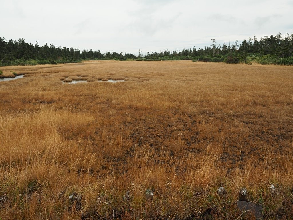 Kuroyachi Wetland-八幡平市必去景点