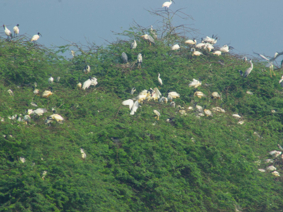 Vaduvoor Bird Sanctuary景点图片