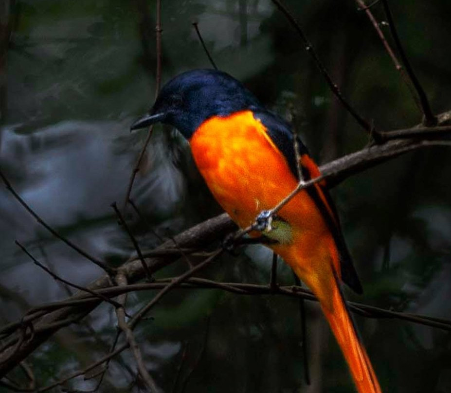 Go Yala Safari Tours-蒂瑟默哈拉默必去景点