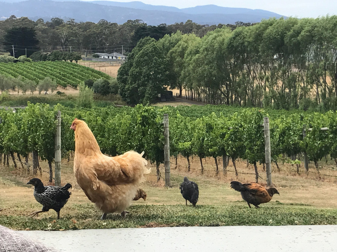 Jinglers Creek Vineyard景点图片