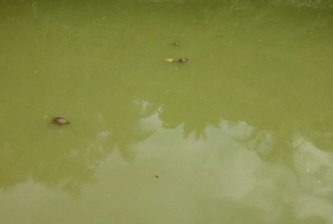 Espaco Verde Chico Mendes-Sao Caetano do Sul必去景点