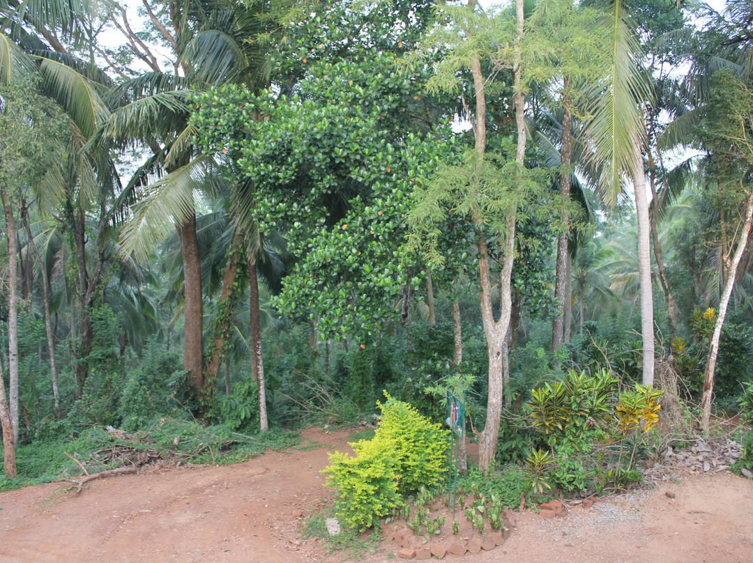 Paradise Forest Garden主图