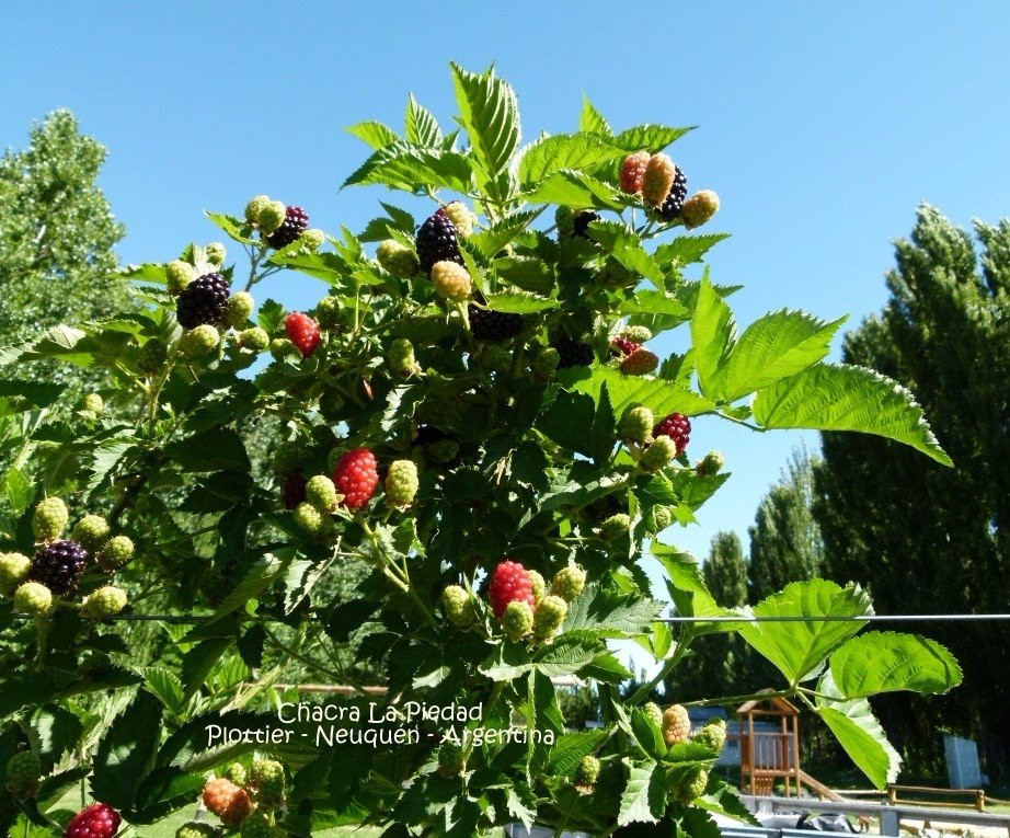 Chacra La Piedad-Plottier必去景点