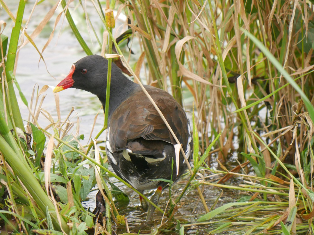 Doxey Marshes Nature Reserve景点图片