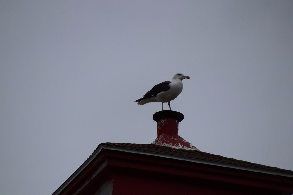 Mabou Harbour Lighthouse景点图片