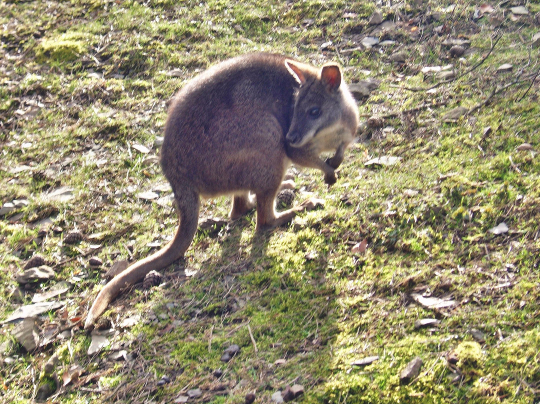 Tierpark Herborn-Herborn必去景点