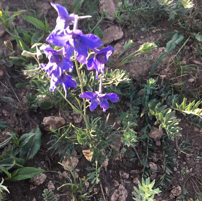 京北草原大滩-丰宁满族自治县必去景点