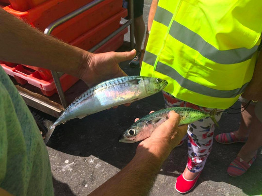 Pexitos - Sesimbra Tours & Experiences-塞新布拉必去景点