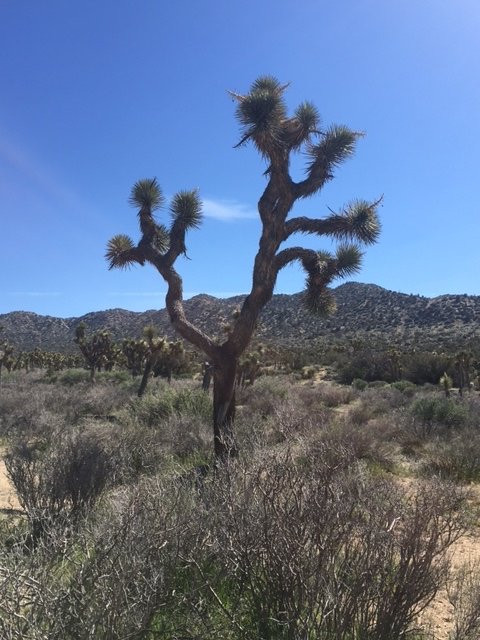 Eureka Peak-约书亚树国家公园必去景点