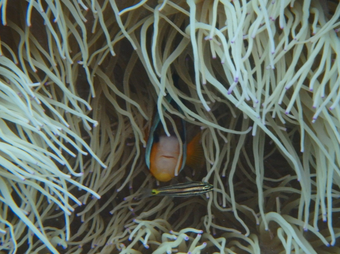 Ferry Zamami-座间味村必去景点