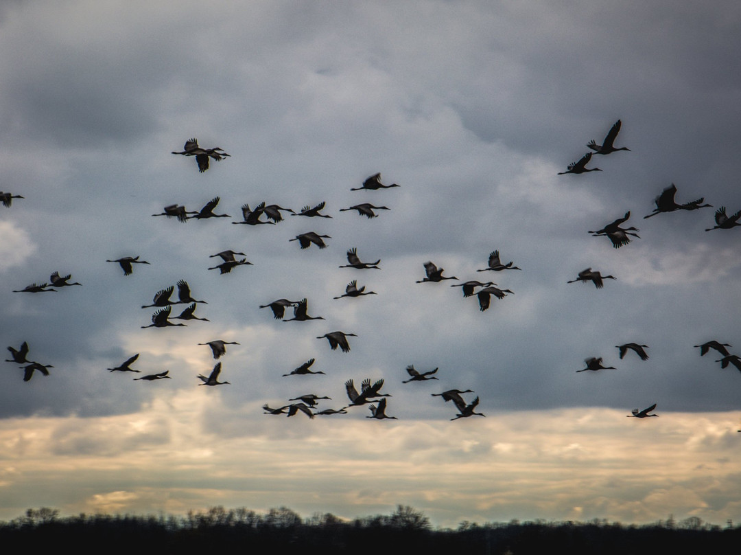 Goose Pond Fish and Wildlife Area-Linton必去景点