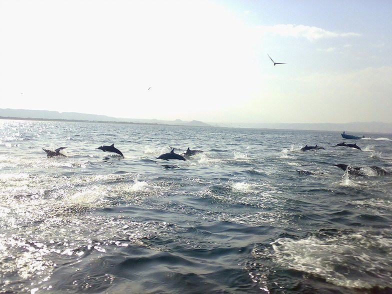 Ocean Tours Oman景点图片