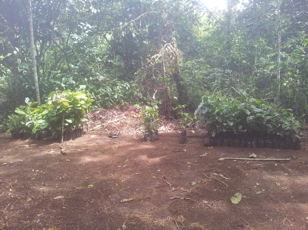 Jatun Sacha Biological Reserve-Misahualli必去景点