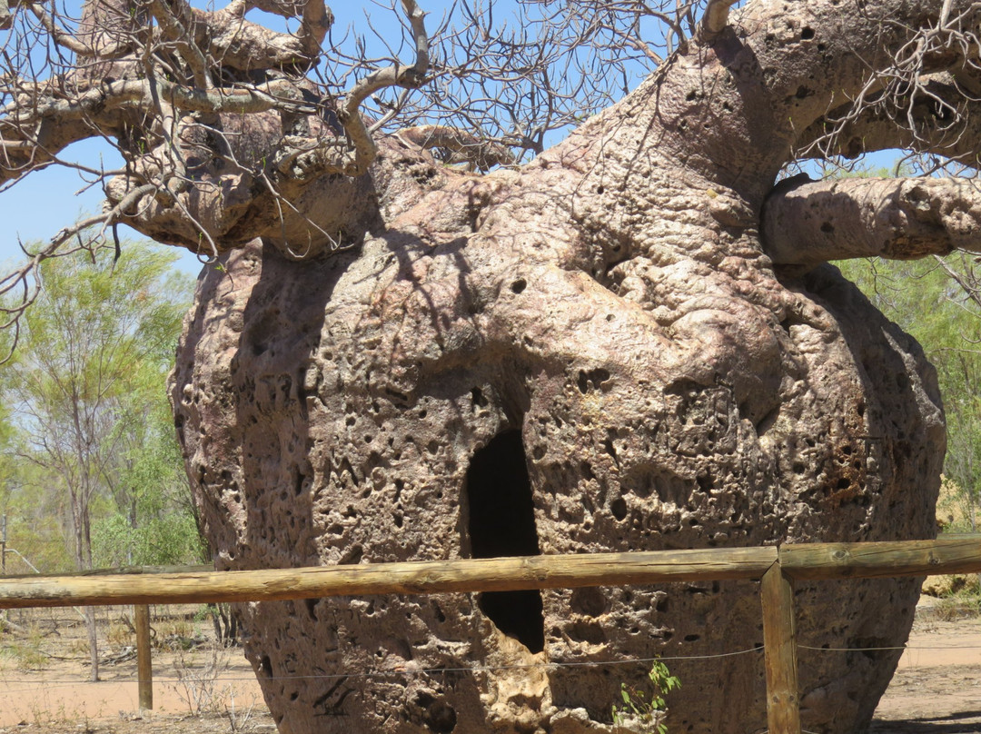 Boab Prison Tree景点图片