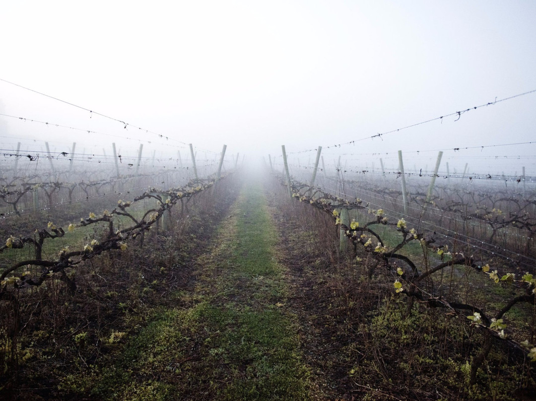 Ruta Del Vino Carmelo-Carmelo必去景点