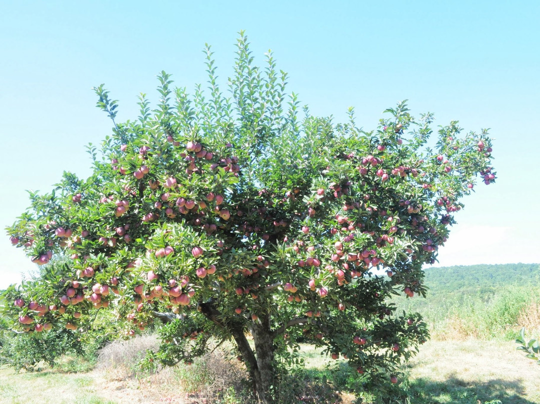Hartland Family Orchard景点图片
