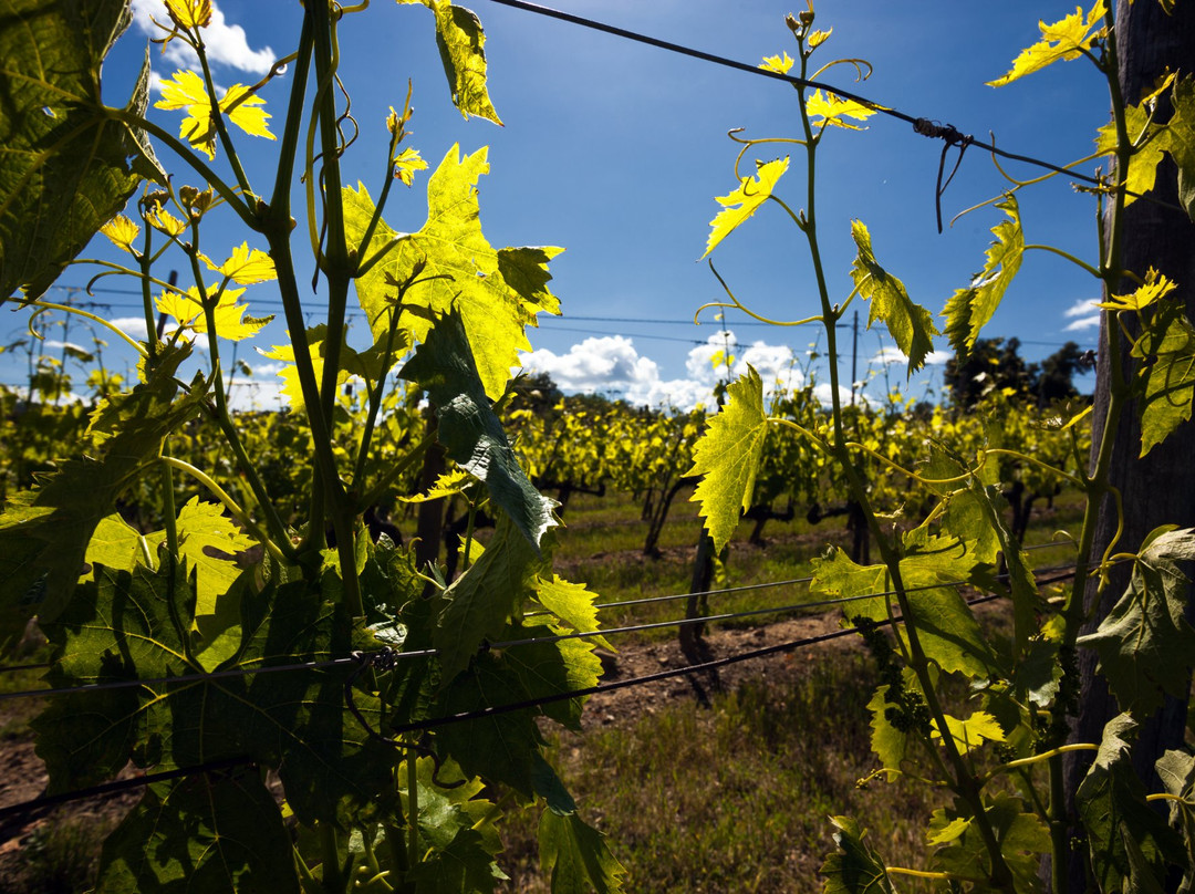 Winery Solaria Patrizia Cencioni景点图片