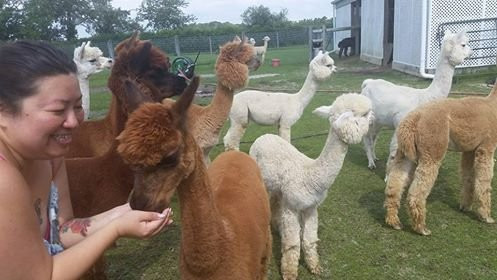 Silver Fox Farm Alpacas景点图片