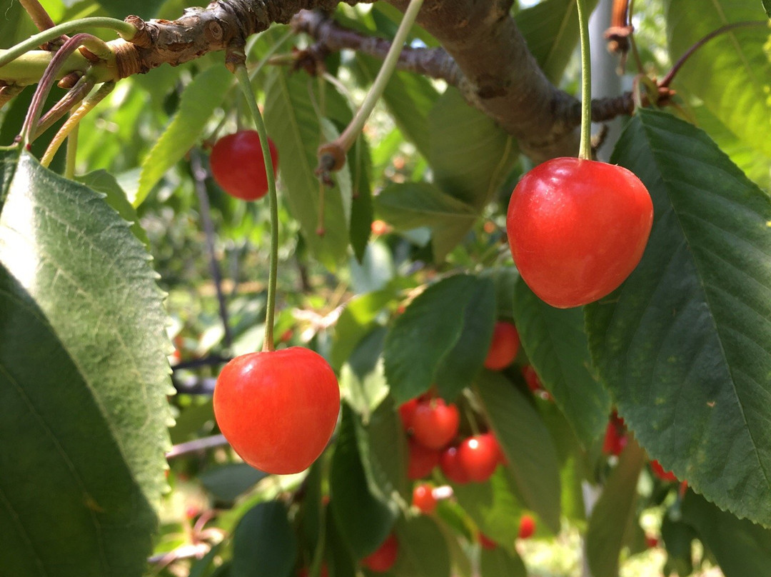 Hamada Marutome Fruits Gaden