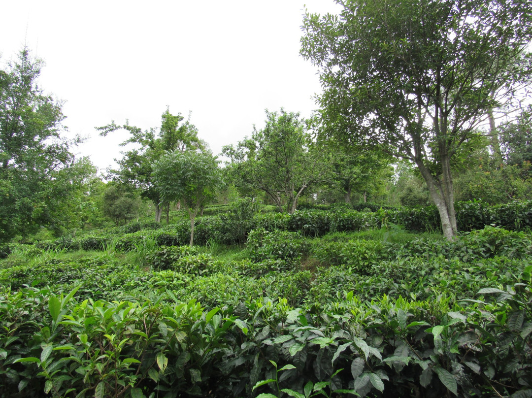 Kasauni Tea Estate景点图片