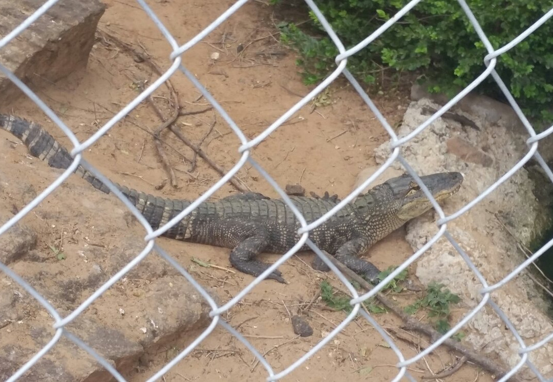 Hillcrest Park Zoo景点图片