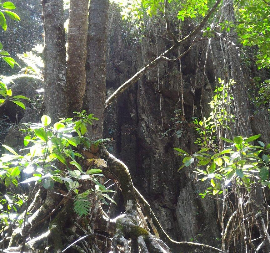 Mangrove River景点图片
