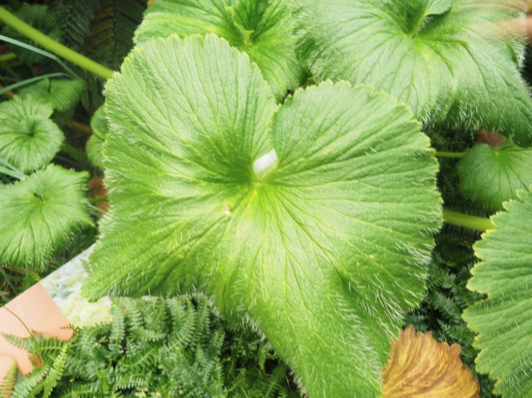 Sub-Antarctic Plant House-霍巴特必去景点