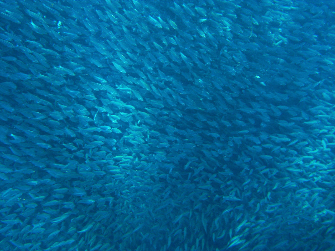 Freediving Philippines-莫阿尔博阿尔必去景点