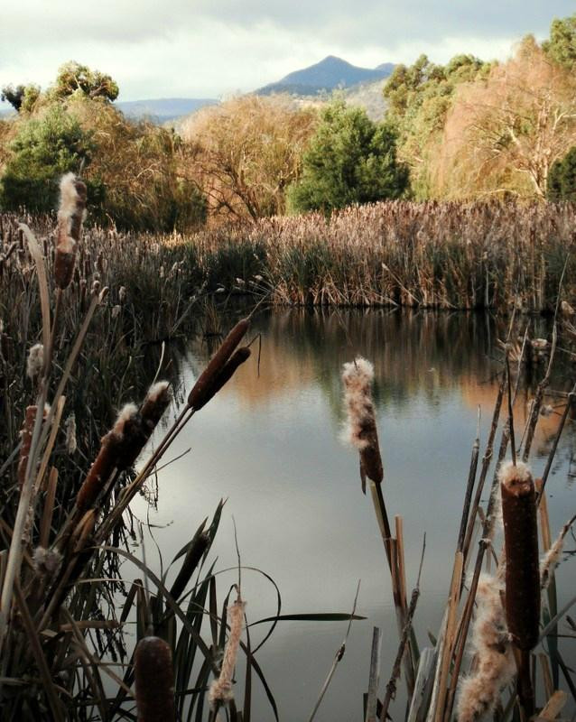 Tynwald Park-New Norfolk必去景点