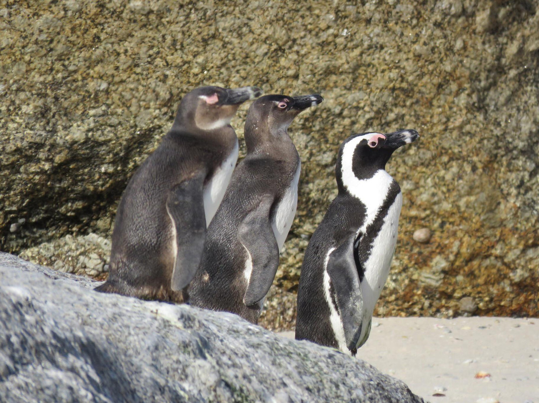 Jorvan Tours-Mitchell's Plein必去景点