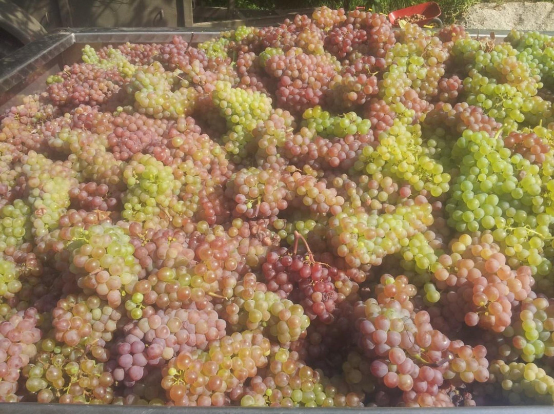 Weingut Johann Strauss-克伦姆斯必去景点