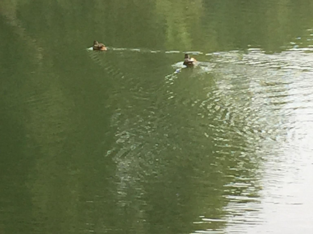 Swanwick Lakes景点图片