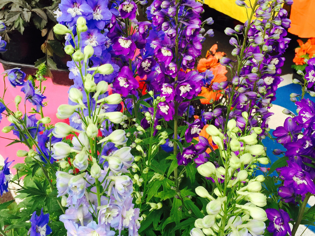 Salem Saturday Market-塞勒姆必去景点