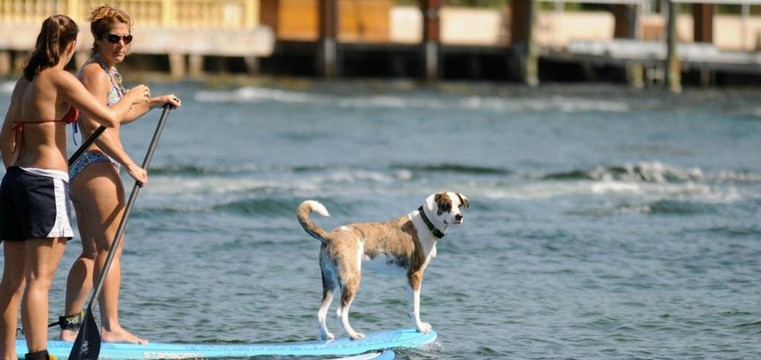 Florida Paddle Board Lessons-庞帕诺比奇必去景点