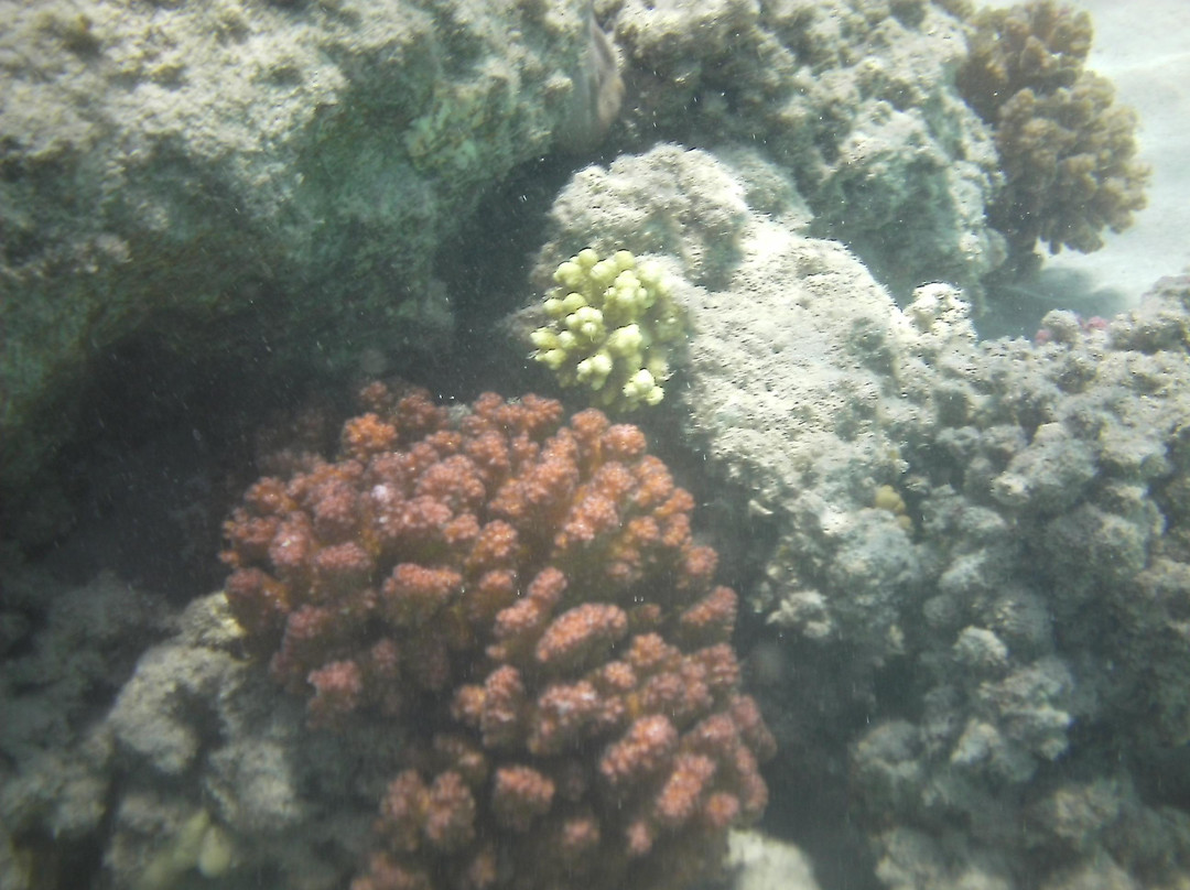 Marsa Shoona Bay-马萨阿拉姆必去景点