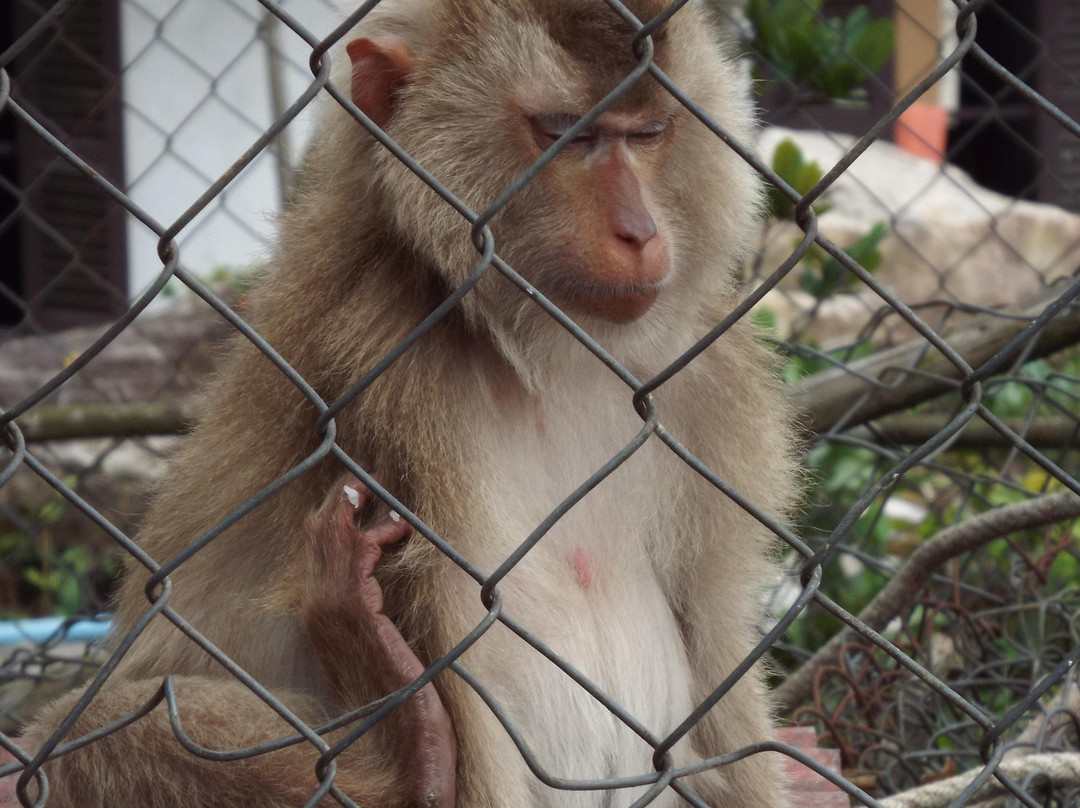 Wat Sampov Pram-贡布必去景点