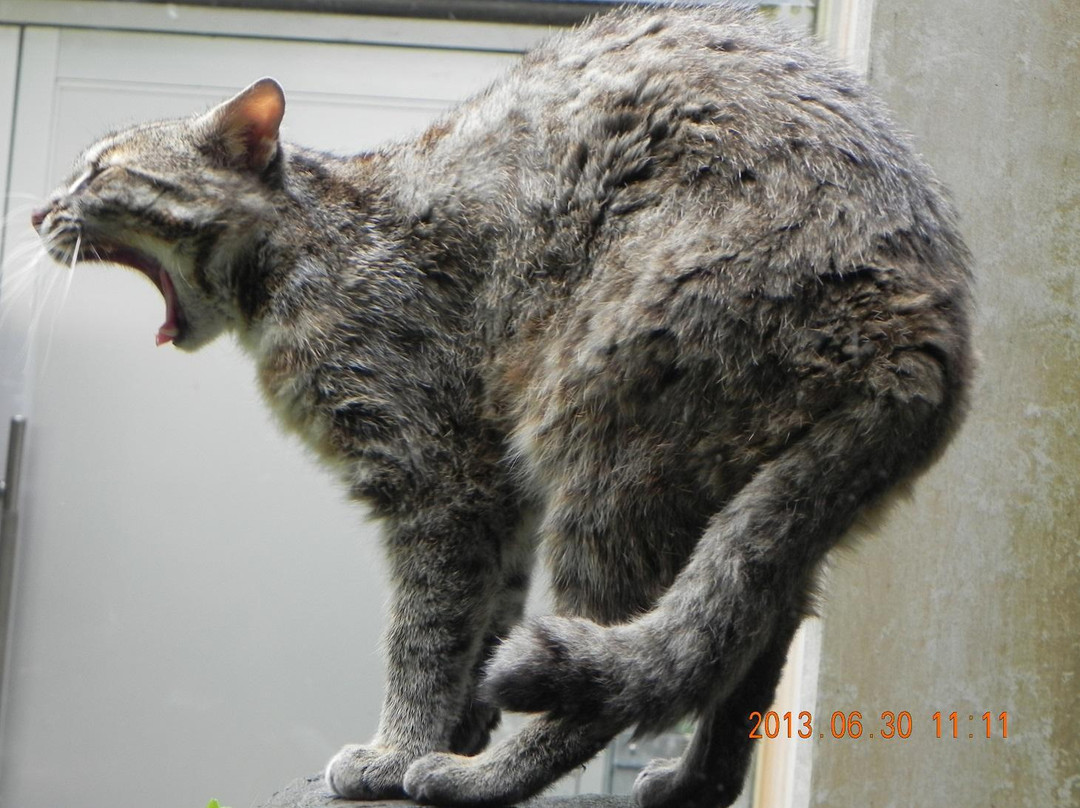 Tsushima Wildlife Conservation Center-对马市必去景点
