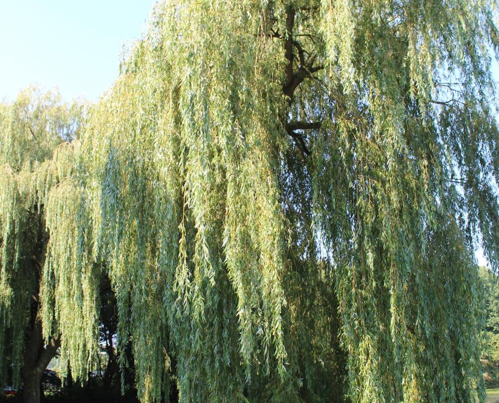 Von Fisennepark景点图片