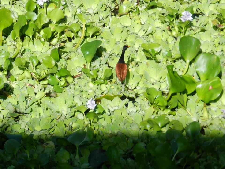 Argo - Ecoturismo no Pantanal Sul景点图片