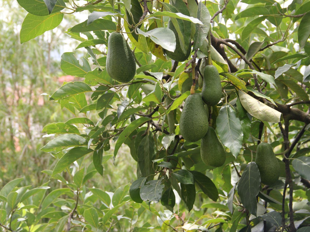 Casa Valley Ecuador主图