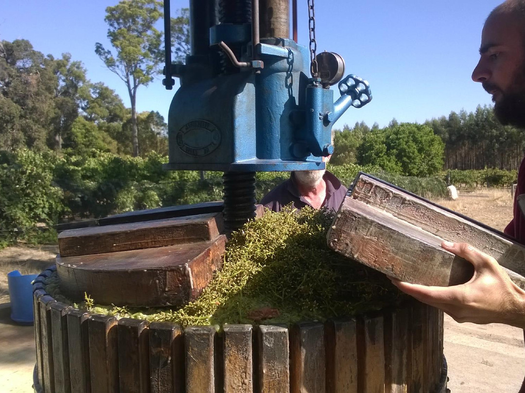 Shedleys-布里奇敦必去景点