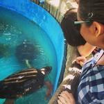 Projeto Tamar Guriri