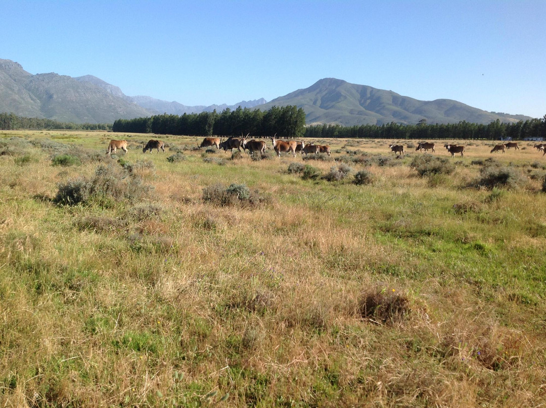 Bontebok Ridge Reserve景点图片