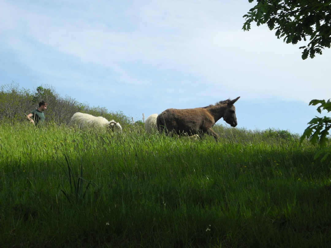 Nonna Carli - Azienda Agricola del Passo del Turchino-热那亚必去景点