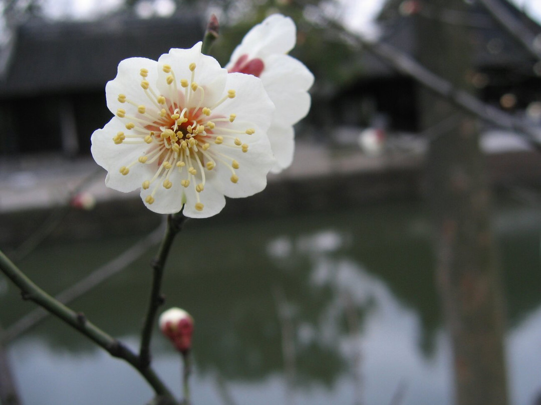 苏州梅园-苏州市必去景点