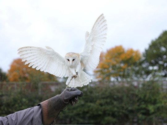 Hawkwise Falconry-Swepstone必去景点